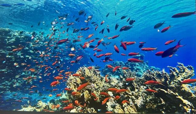 VENDITA MULTI PROPRIETA' A SHARM EL SHEIK - FERRAGOSTO